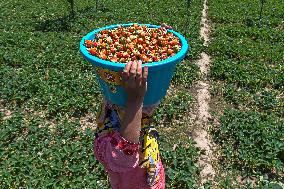 Strawberry Harvest Illustrations - India