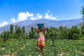 Strawberry Harvest Illustrations - India