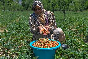 Strawberry Harvest Illustrations - India