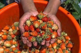 Strawberry Harvest Illustrations - India