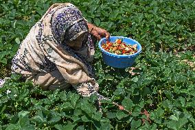 Strawberry Harvest Illustrations - India