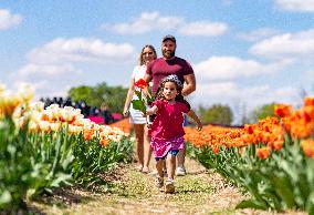 Tulip Farm Illustrations - Canada