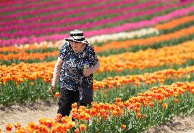 Tulip Farm Illustrations - Canada