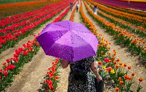 Tulip Farm Illustrations - Canada