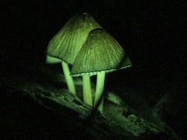 Glowing mushrooms in Japan