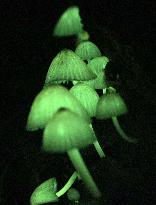 Glowing mushrooms in Japan