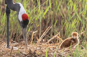 Red-Crowned Crane Chick - China