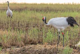 Red-Crowned Crane Chick - China