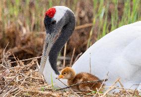 Red-Crowned Crane Chick - China