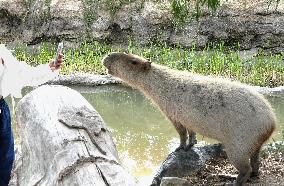 Capybara at Kobe zoo