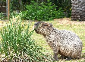 Capybara at Kobe zoo