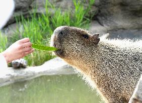 Capybara at Kobe zoo