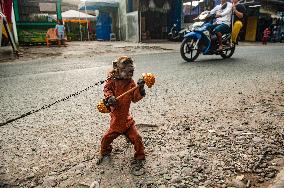 Exploitation Of Long-Tailed Macaques - Indonesia