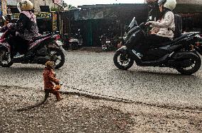 Exploitation Of Long-Tailed Macaques - Indonesia