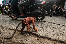 Exploitation Of Long-Tailed Macaques - Indonesia