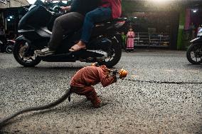 Exploitation Of Long-Tailed Macaques - Indonesia