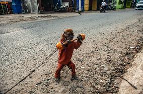 Exploitation Of Long-Tailed Macaques - Indonesia