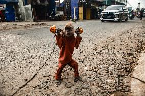 Exploitation Of Long-Tailed Macaques - Indonesia