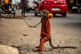 Exploitation Of Long-Tailed Macaques - Indonesia