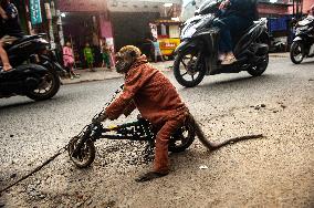 Exploitation Of Long-Tailed Macaques - Indonesia