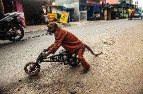 Exploitation Of Long-Tailed Macaques - Indonesia