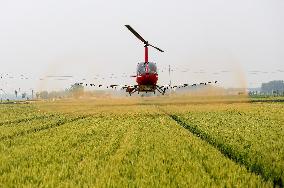 Wheat