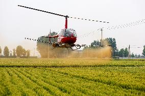 Wheat
