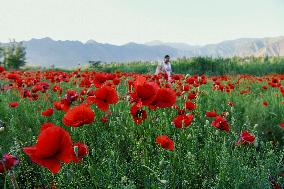 Wild Poppy Flowers Illustrations - Kashmir
