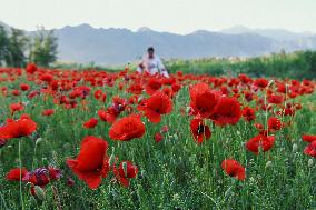 Wild Poppy Flowers Illustrations - Kashmir