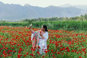Wild Poppy Flowers Illustrations - Kashmir