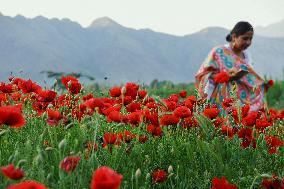 Wild Poppy Flowers Illustrations - Kashmir