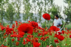 Wild Poppy Flowers Illustrations - Kashmir