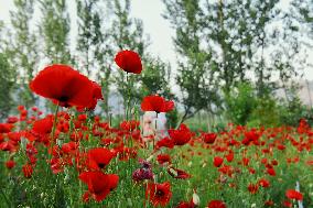 Wild Poppy Flowers Illustrations - Kashmir