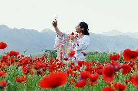 Wild Poppy Flowers Illustrations - Kashmir