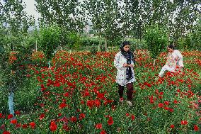 Wild Poppy Flowers Illustrations - Kashmir