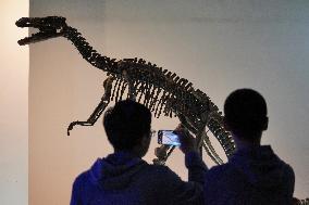 International Museum Day
