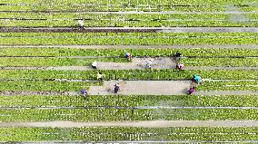 Rice Seedlings Cultivation