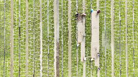 Rice Seedlings Cultivation
