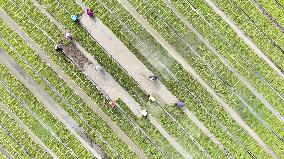 Rice Seedlings Cultivation