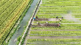 Rice Seedlings Cultivation