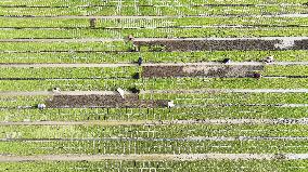 Rice Seedlings Cultivation