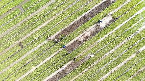 Rice Seedlings Cultivation