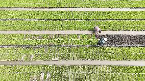 Rice Seedlings Cultivation