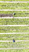Rice Seedlings Cultivation