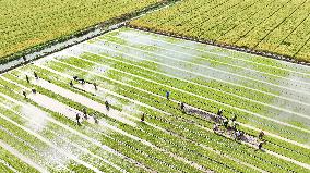 Rice Seedlings Cultivation