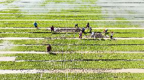 Rice Seedlings Cultivation