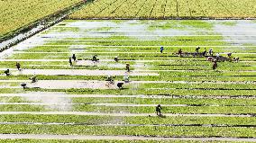 Rice Seedlings Cultivation