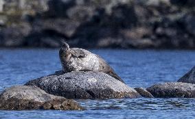 Saimaa ringed seal