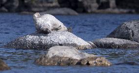 Saimaa ringed seal