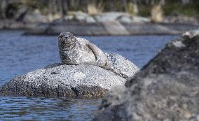 Saimaa ringed seal